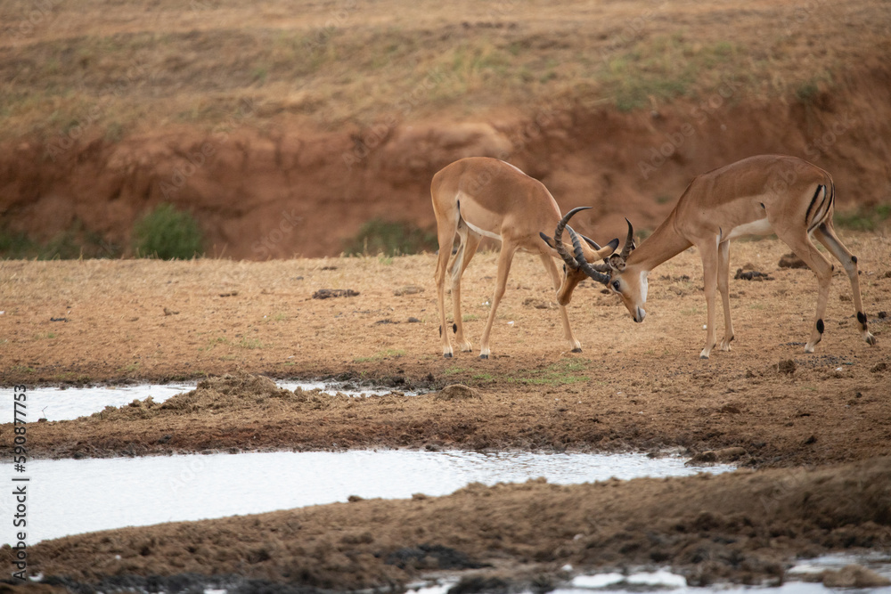 Thomson Gazelle fighting early in the morning on the savannah in a national park, taken on a safari in Kenya Africa Thomson Gazelle fighting early in the morning on the savannah in a national park, taken on a safari in Kenya Africa