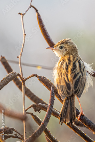 A zitting Cisticola resting on a tree photo