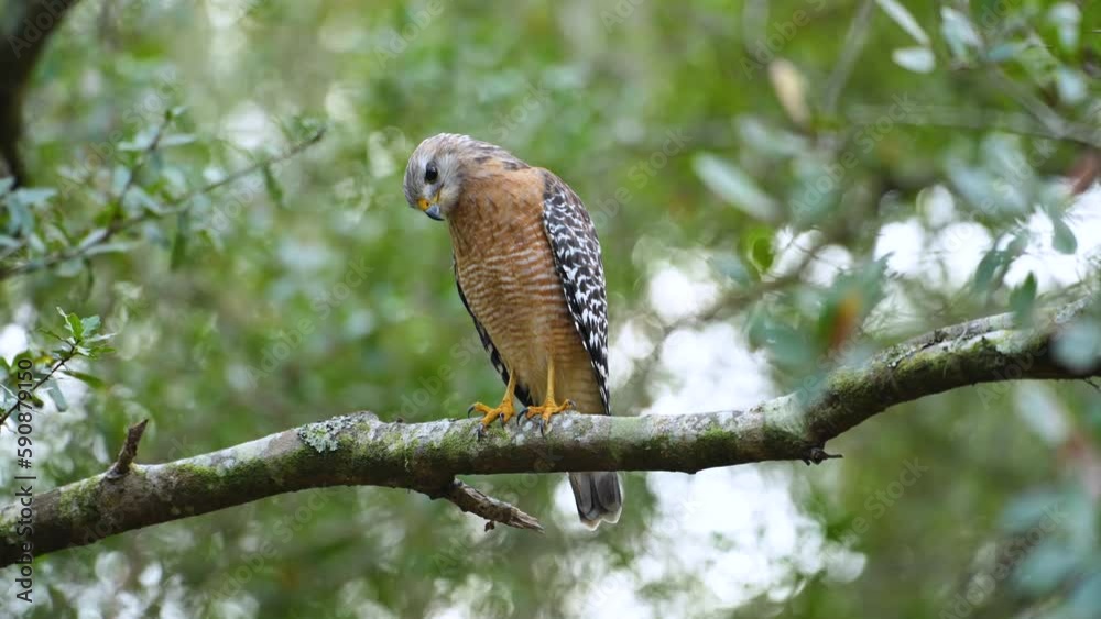 The red-shouldered hawk bird perching on tree branch looking for prey to hunt in dense woods The red-shouldered hawk bird perching on tree branch looking for prey to hunt in dense woods