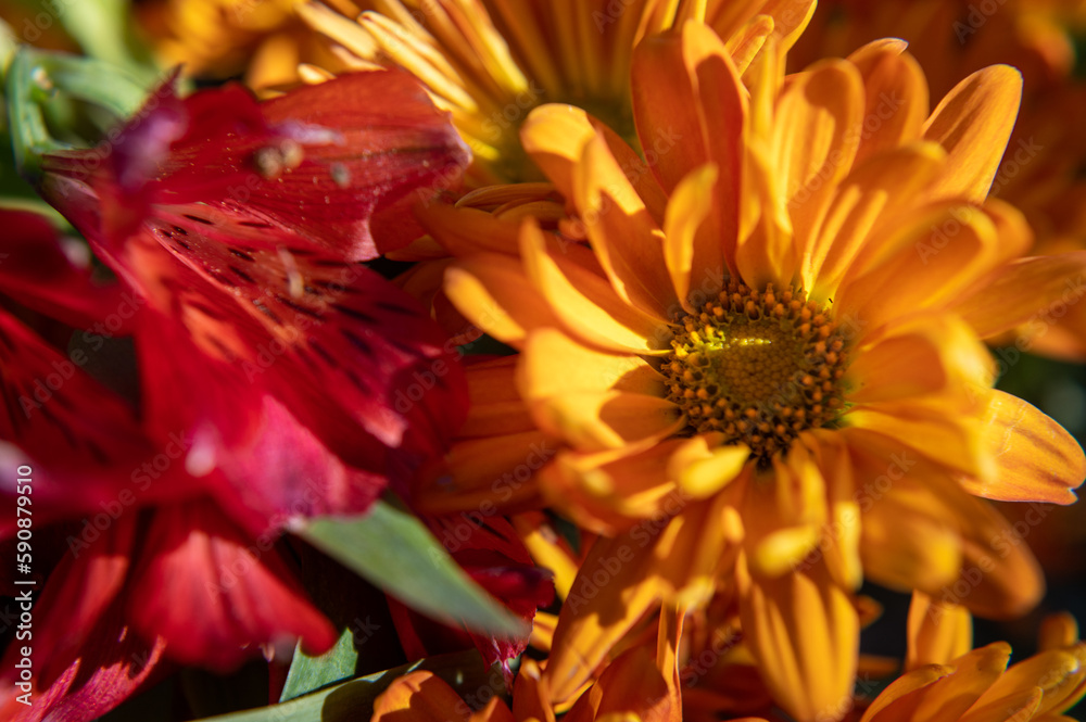 Obraz premium Closeup of spring flowers