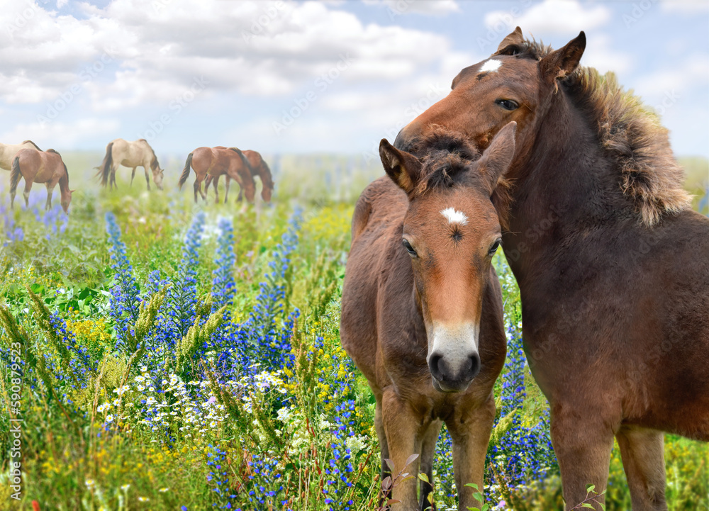 Horse eating on dandelions meadow 