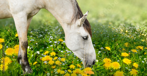 Horse eating on dandelions meadow 