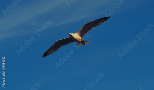 seagull in flight