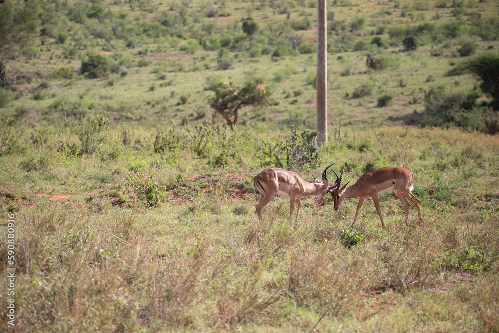 Thomson Gazelle fighting early in the morning on the savannah in a national park, taken on a safari in Kenya Africa Thomson Gazelle fighting early in the morning on the savannah in a national park, taken on a safari in Kenya Africa