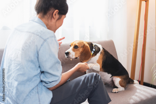Asian woman resting with playful beagle dog in living room at home. Training dog by self at home.
