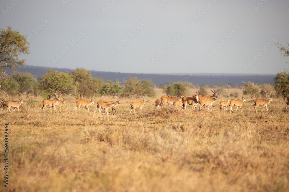 A gazelle early in the morning roams the savannah in a national park, photographed on a safari in Kenya Africa A gazelle early in the morning roams the savannah in a national park, photographed on a safari in Kenya Africa