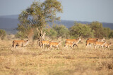A herd of gazelles early in the morning roams the savannah in a national park, photographed on a safari in Kenya Africa