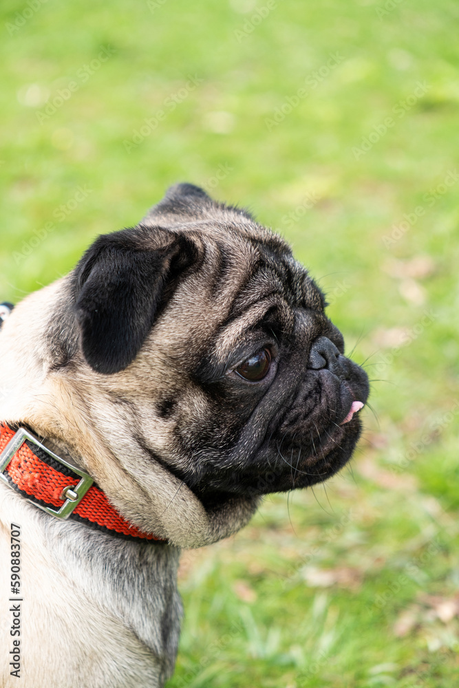 Portrait of a one-year-old cute pug with a collar around his neck during a walk in the park