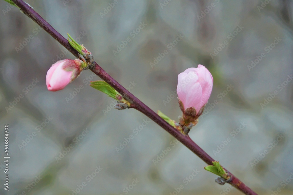 植え付け初年度のあかつきネオの可愛いピンクの桃の花（接木１年生）1