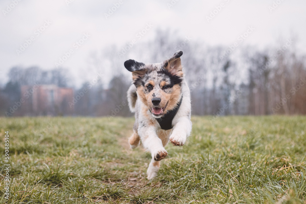 Life of a boisterous Australian Shepherd puppy. A blue merle pup runs around the field improving his fitness, agility and gaining confidence in his movements
