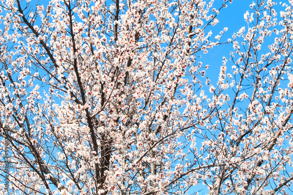 Blossom tree over nature background. spring flowers. spring background. Blurred concept. Natural background. Apricot flowers Blossom tree over nature background. spring flowers. spring background. Blurred concept. Natural background. Apricot flowers