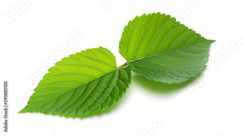 Raspberry Or Blackberry Leaf isolated on white background.