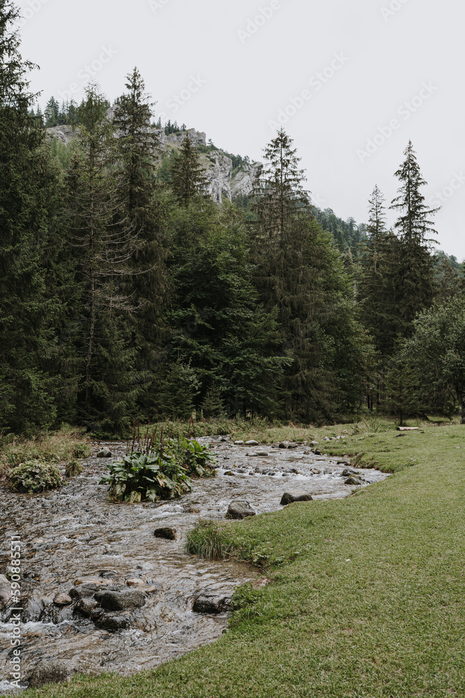 Obraz premium River in the spring forest
