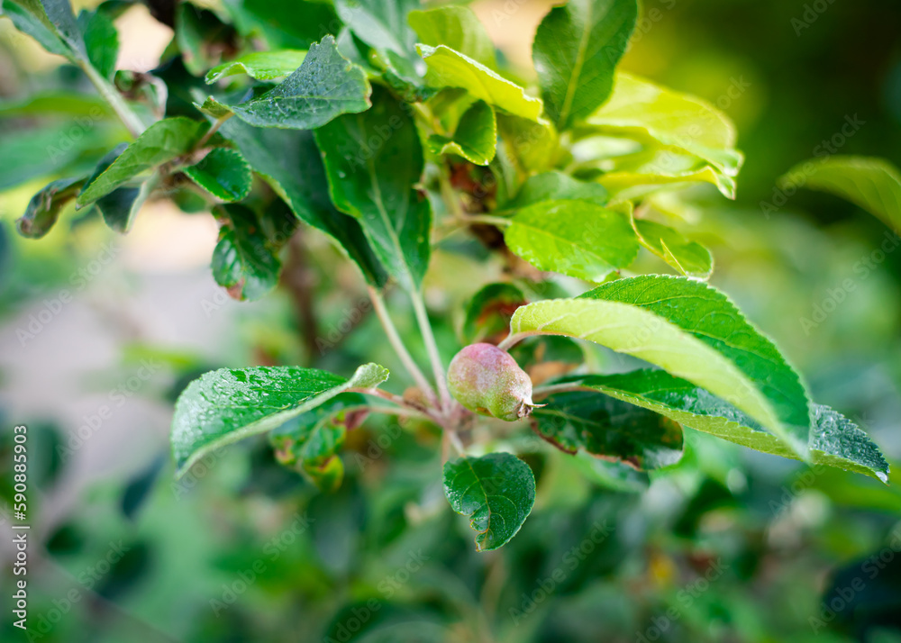 Small apple fruit on tree branch with green wet leaves water drops in early Spring at homestead garden fruit orchard near Dallas, Texas, America Small apple fruit on tree branch with green wet leaves water drops in early Spring at homestead garden fruit orchard near Dallas, Texas, America