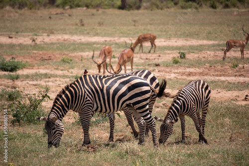 A typical picture on Sadfari through the different safari and national parks in Kenya Africa. Wildlife in the savanna.