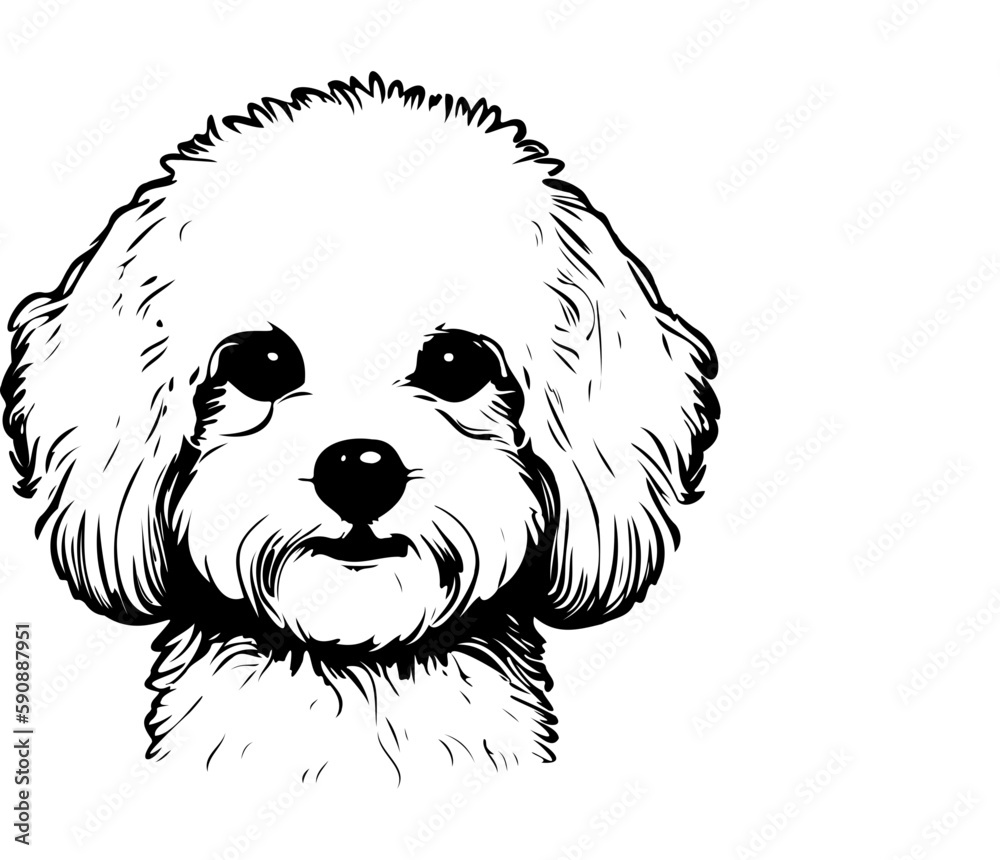 Bichon Frise, Silhouettes Dog Face SVG, black and white Bichon Frise vector Bichon Frise, Silhouettes Dog Face SVG, black and white Bichon Frise vector