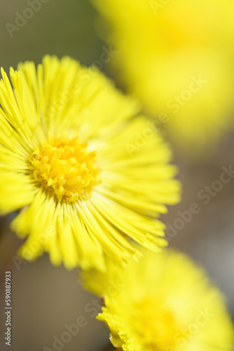 Coltsfoot or foalfoot medicinal wild herb. Farfara Tussilago plant growing in the field. Young flower used as medication ingredients. Meadow spring blooming grass. Group of beautiful yellow flowers.