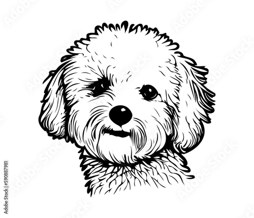 Bichon Frise, Silhouettes Dog Face SVG, black and white Bichon Frise vector