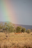 Rainbow in a beautiful landscape shot. Savannah Africa Kenya Taita Hills. taken on a safari in an incredible landscape