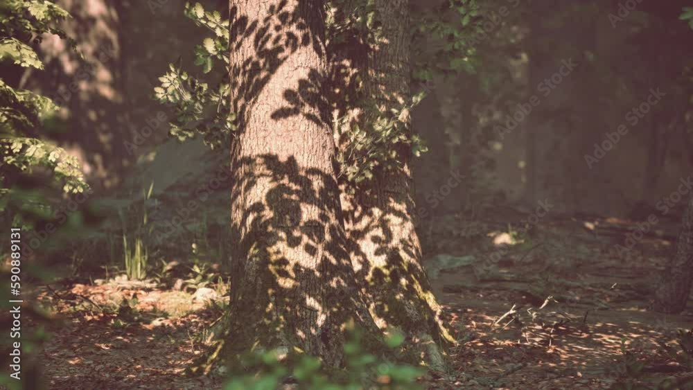 Beautiful morning in the forest Beautiful morning in the forest