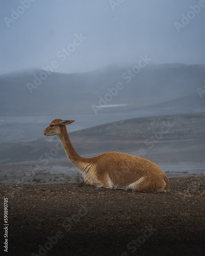 guanaco vicuna wild animal andean mountain ecuador chimborazo  volcano