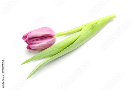 Pink tulip on white background