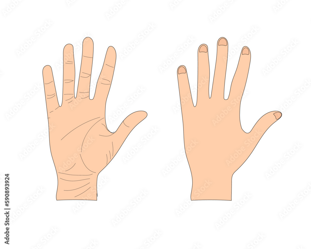 Palm back of hand vector illustration Palm back of hand vector illustration