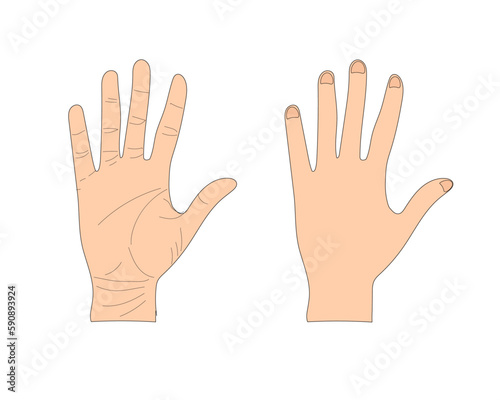 Palm back of hand vector illustration