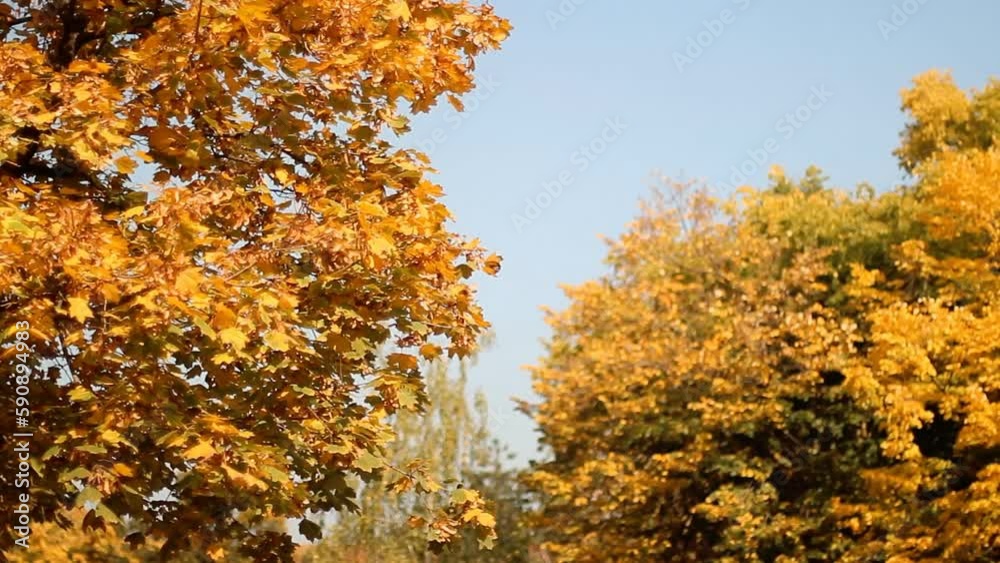 Yellow autumn leaves gently swaying in a light breeze against a blue sky. Yellow autumn leaves gently swaying in a light breeze against a blue sky.