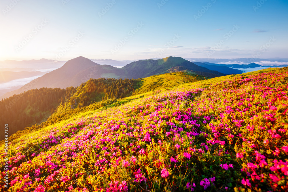 Morning scene of mountains and blooming meadows of pink rhododendron. Carpathian mountains, Ukraine, Europe.