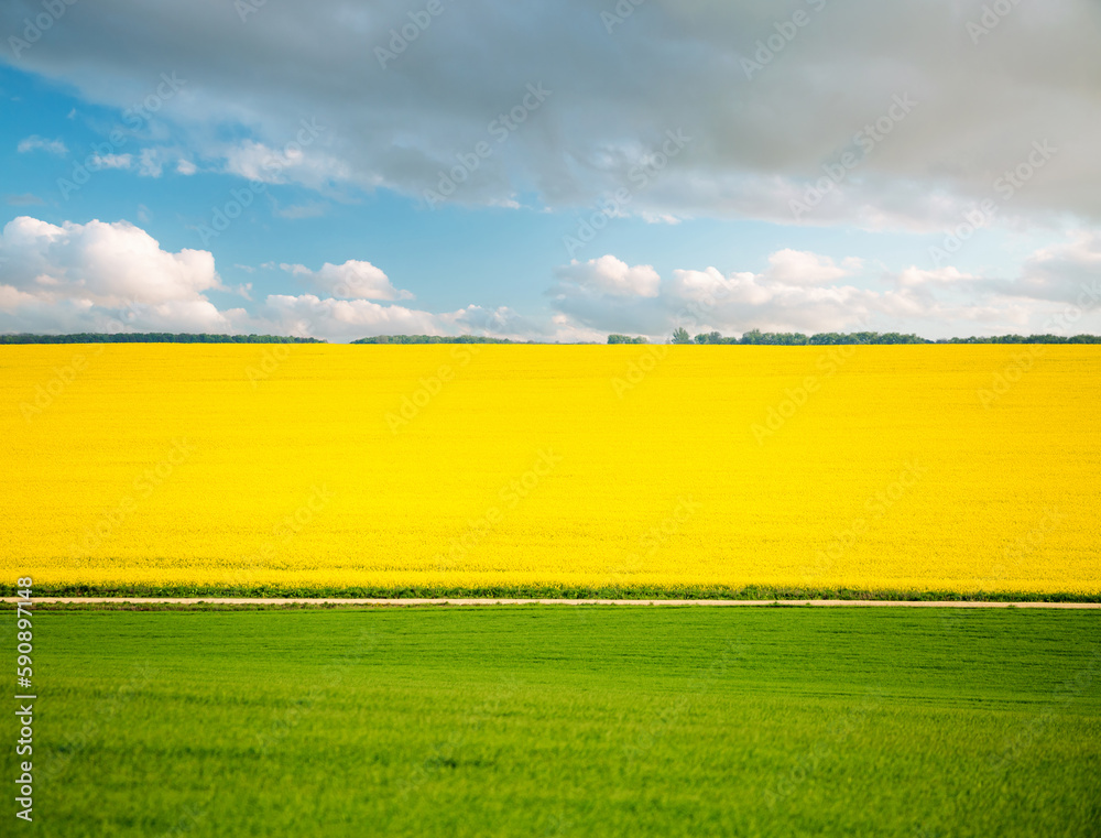 Obraz premium Wonderful yellow rapeseed field and cultivated land on a sunny day.