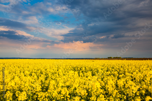 Splendid yellow canola field and blue sky on a sunny day.