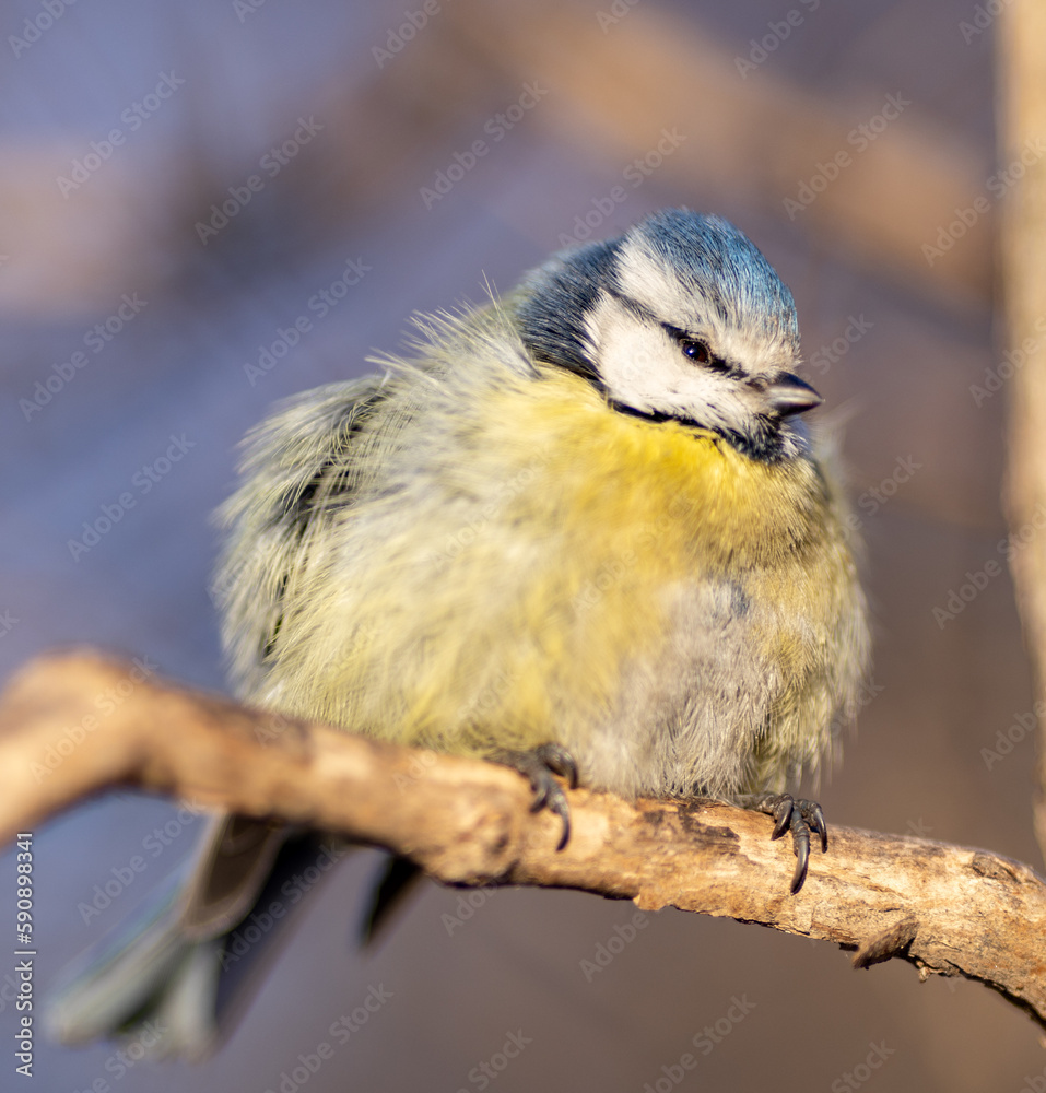 Naklejka premium ptiloerection tit on tree branch
