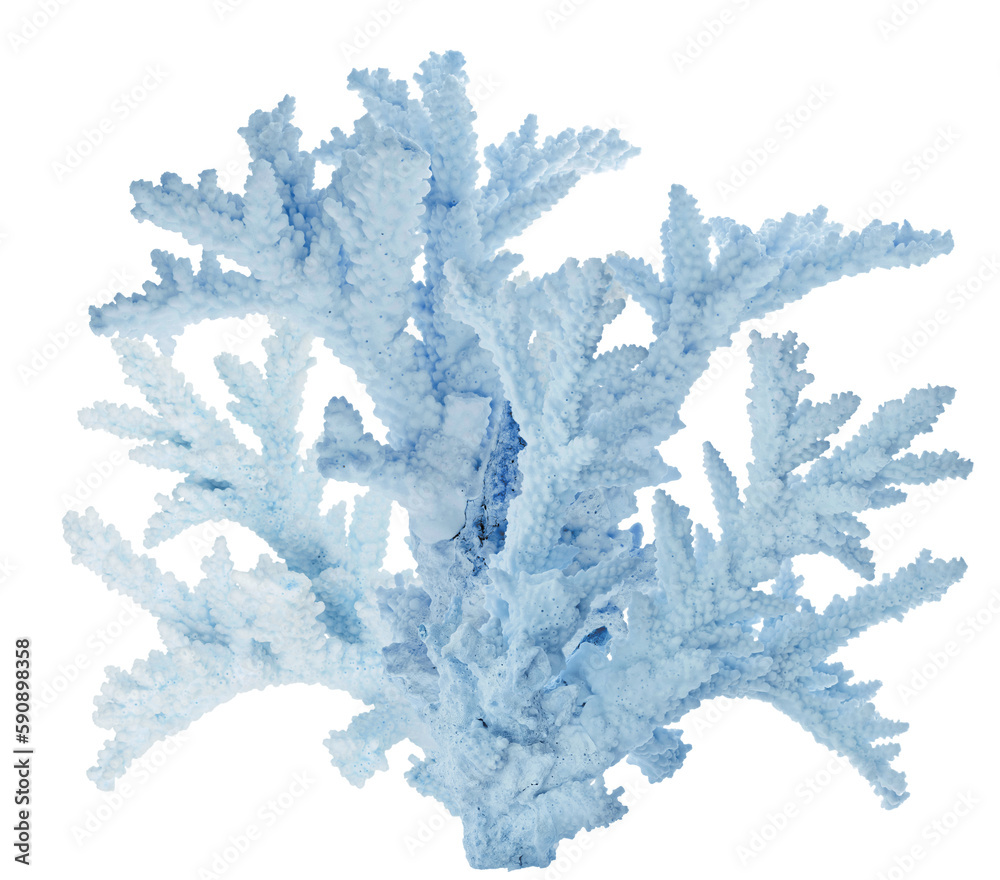 Fototapeta premium blue isolated old coral large branch