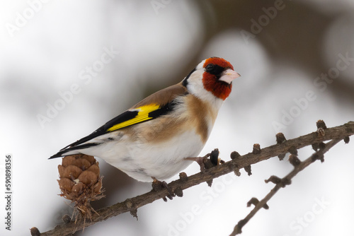 bright goldfinch male on larch branh