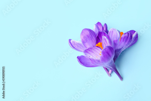 Fototapeta Naklejka Na Ścianę i Meble -  Beautiful Saffron flowers on blue background