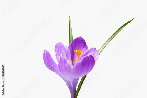 Beautiful Saffron flower on white background, closeup