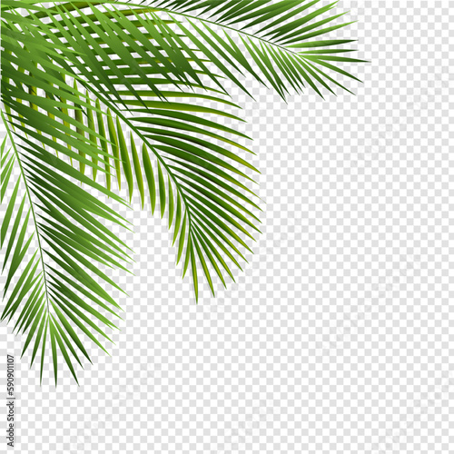 palm leaves background