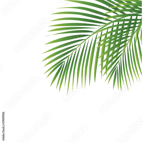 palm tree branch