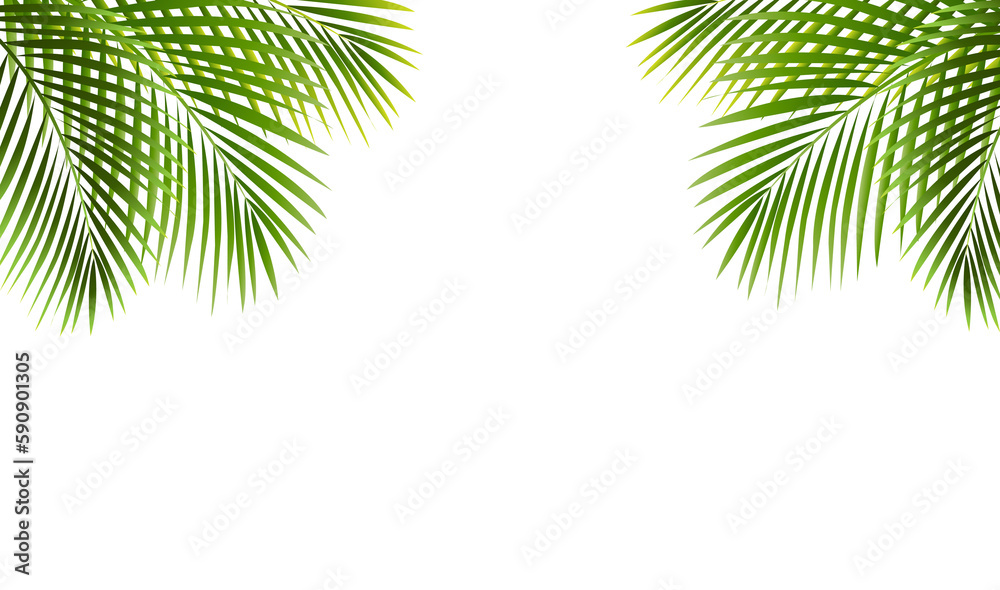 Fototapeta premium Palm Tree Frame Isolated White Background