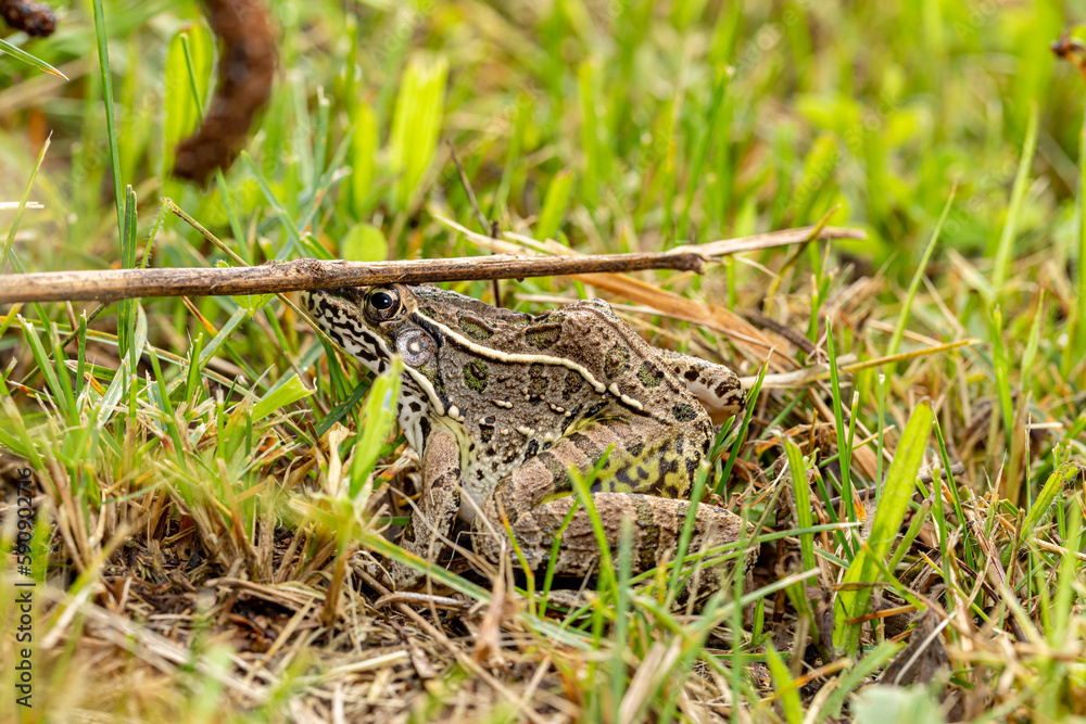 Southern Leopard Frog in grass. Wildlife conservation, habit loss and nature preservation concept. Southern Leopard Frog in grass. Wildlife conservation, habit loss and nature preservation concept.