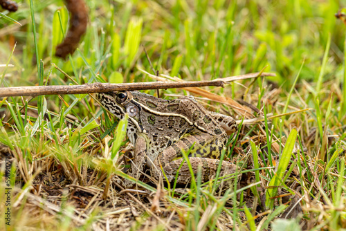 Southern Leopard Frog in grass. Wildlife conservation, habit loss and nature preservation concept. © JJ Gouin