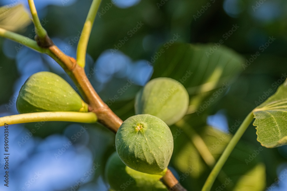 Green sweet fig fruit growing on the tree branch close-up photo