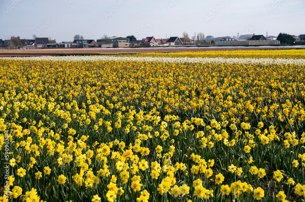 Dutch spring, colorful yellow daffodils in blossom on farm fields in april near Lisse, North Holland, the Netherlands