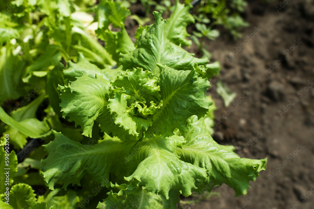leaves for chard, fresh herbs for salad, vegetarianism leaves for chard, fresh herbs for salad, vegetarianism