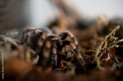 spider  nature  terrarium  pasion  Brachypelma hamorii