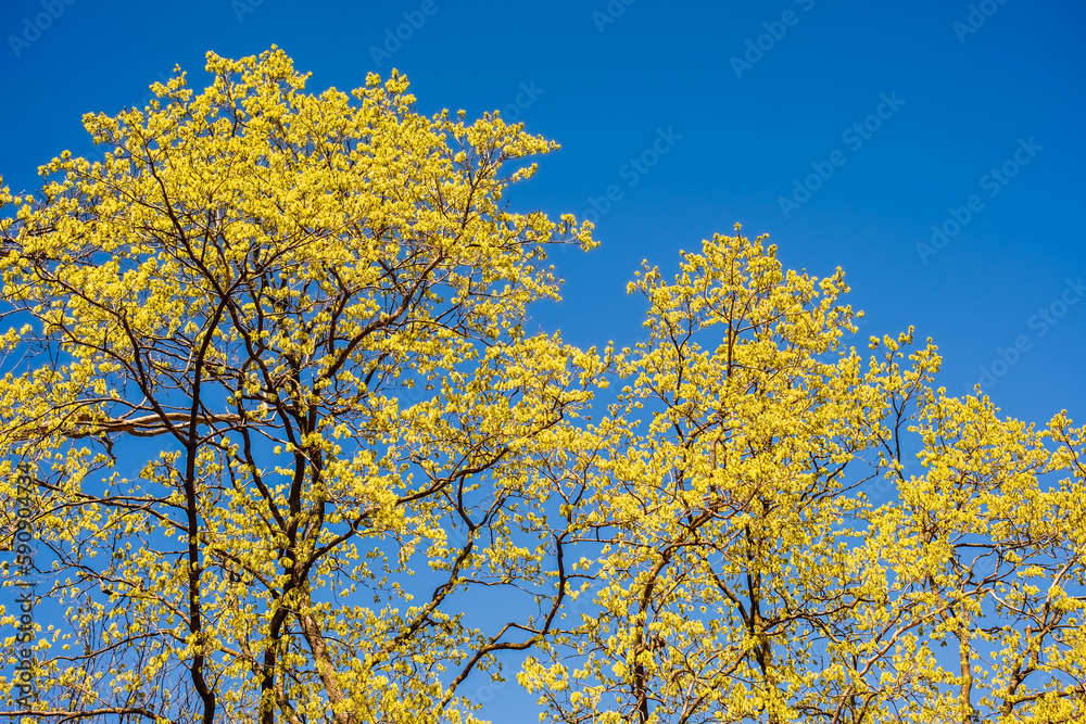 View of several hickory trees sprout golden leaves with clear blue sky in background View of several hickory trees sprout golden leaves with clear blue sky in background