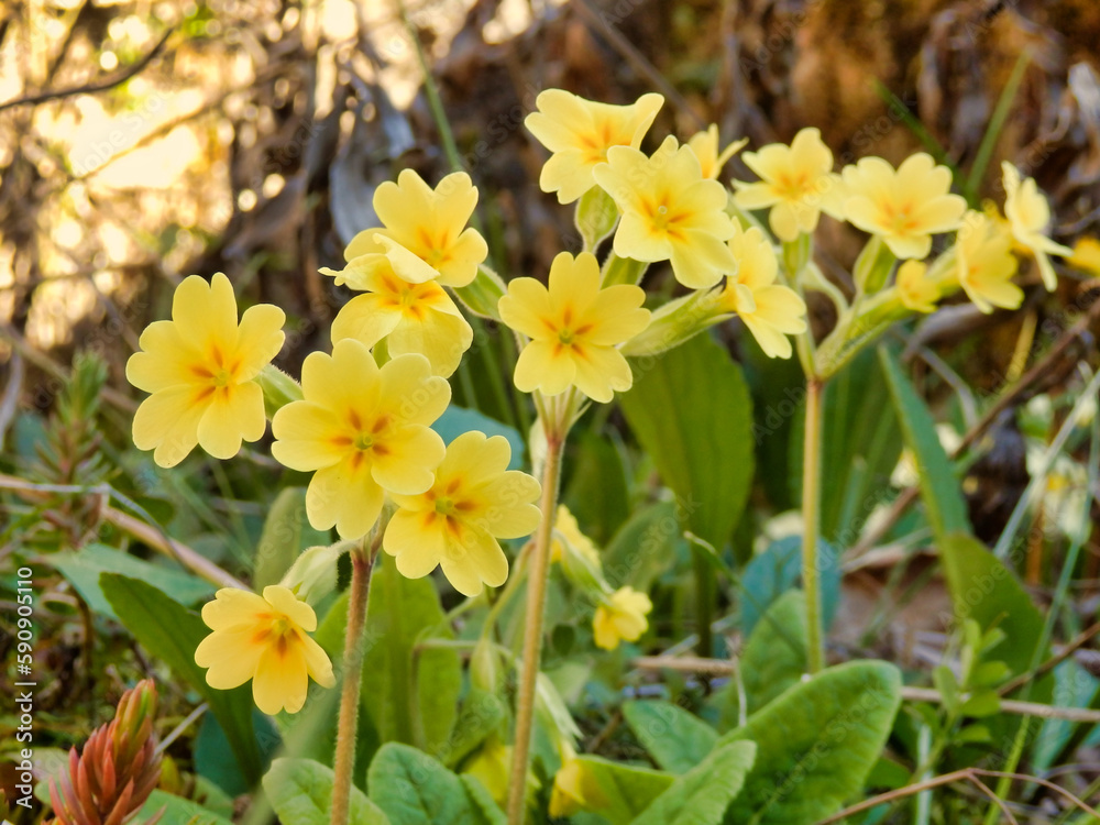 Close up of Oxlips (Primula elatior) flowering in an orchard
