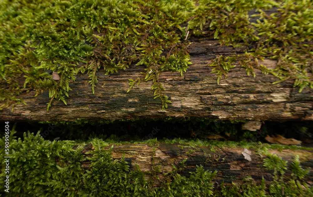 Fototapeta premium Rustic Tree Bark Background with Rough Wood Texture and Textured Mossy Surface