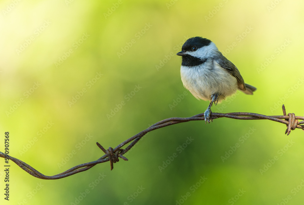 Carolina Chickadee perched on barbed wire Carolina Chickadee perched on barbed wire